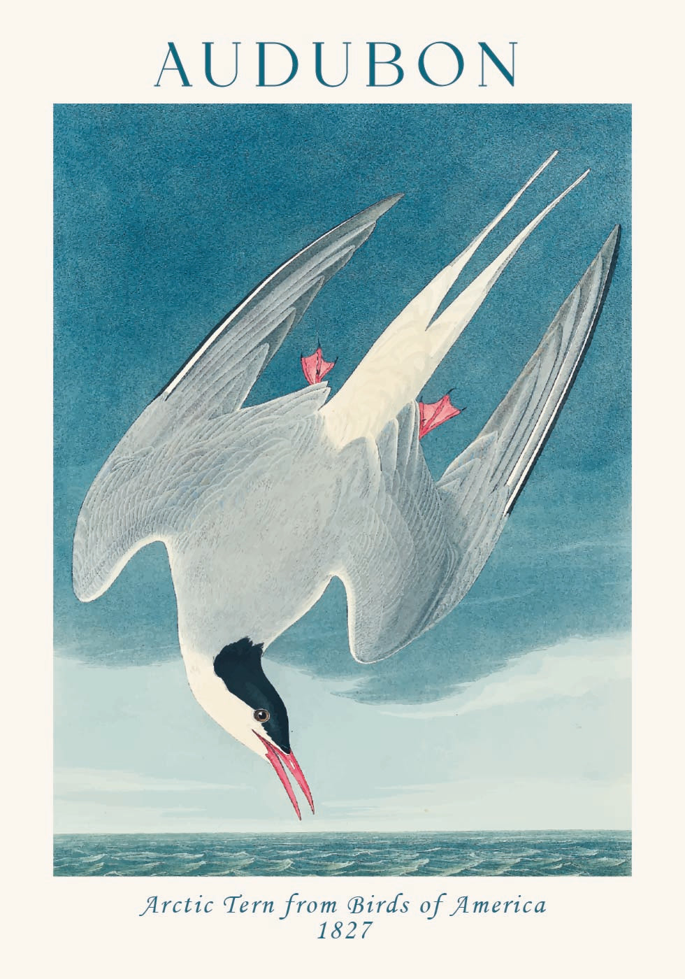 Arctic Tern from Birds of America Audubon Poster - Posterbox.dk