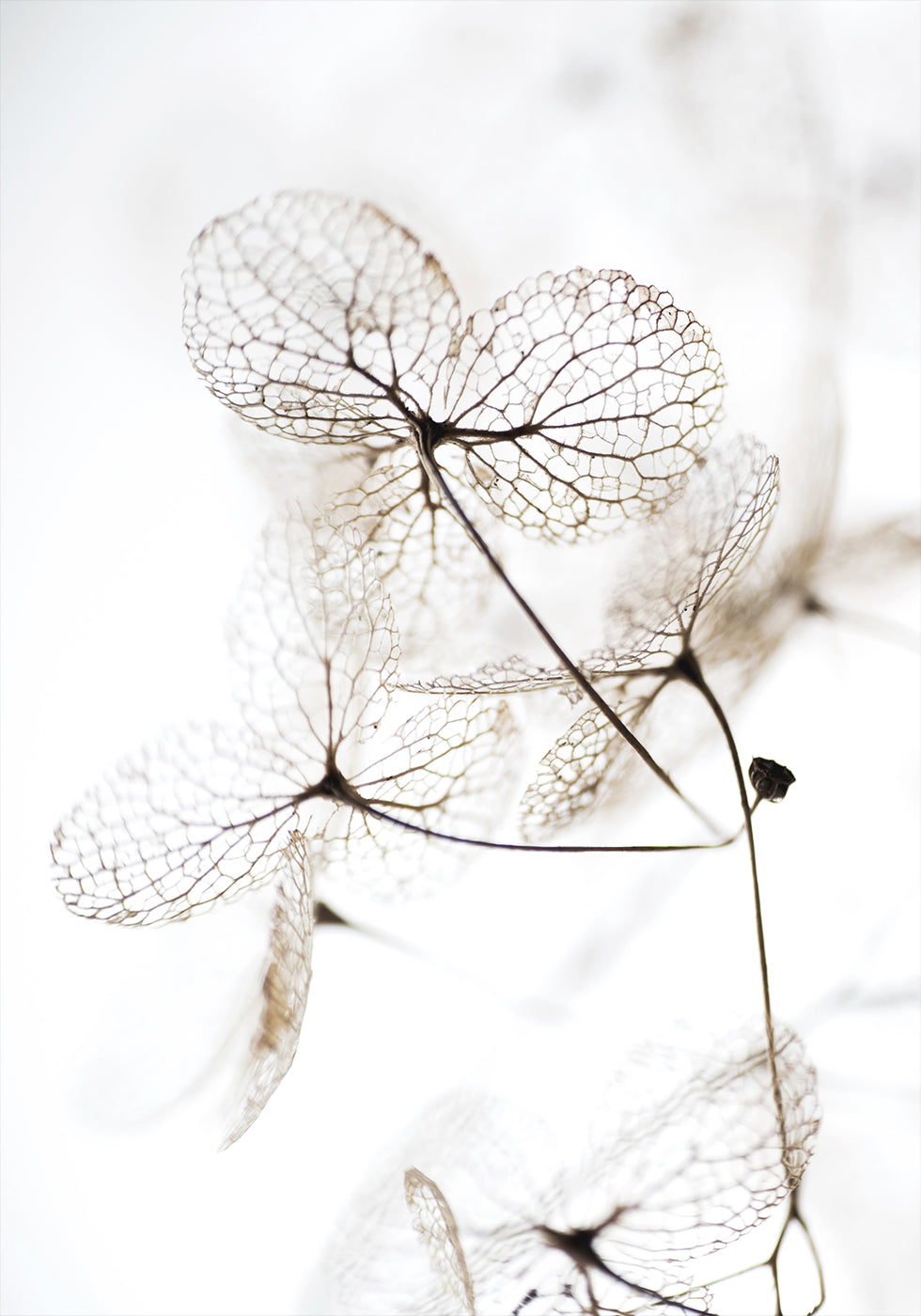 Autumn Dried Leaves №3 Poster - Posterbox.dk