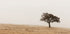 Autumn Grassy Field and Solitary Tree Poster - Posterbox.dk