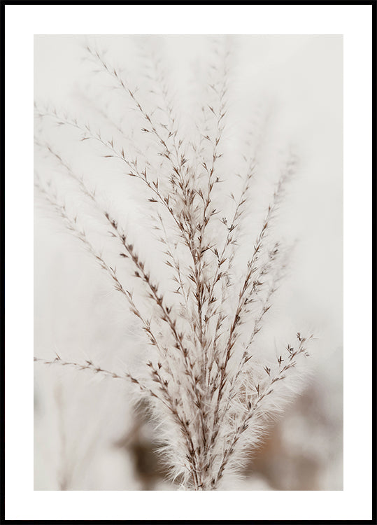 Autumn Miscanthus Poster - Posterbox.dk
