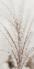 Autumn Miscanthus Poster - Posterbox.dk