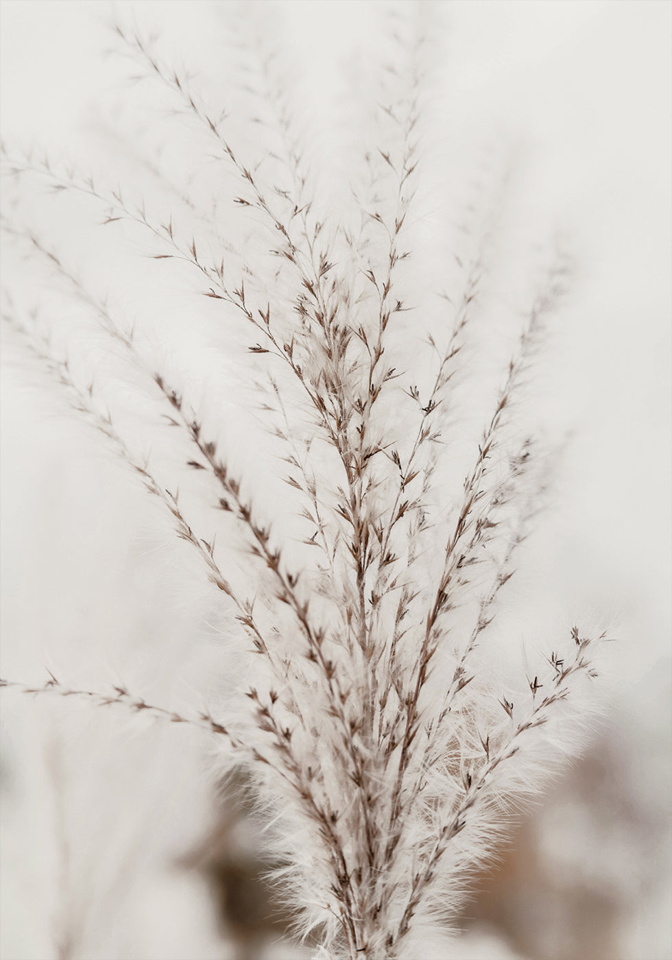 Autumn Miscanthus Poster - Posterbox.dk
