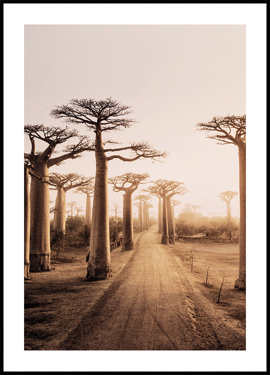 Baobab Trees at Sunset Poster - Posterbox.dk