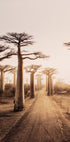 Baobab Trees at Sunset Poster - Posterbox.dk