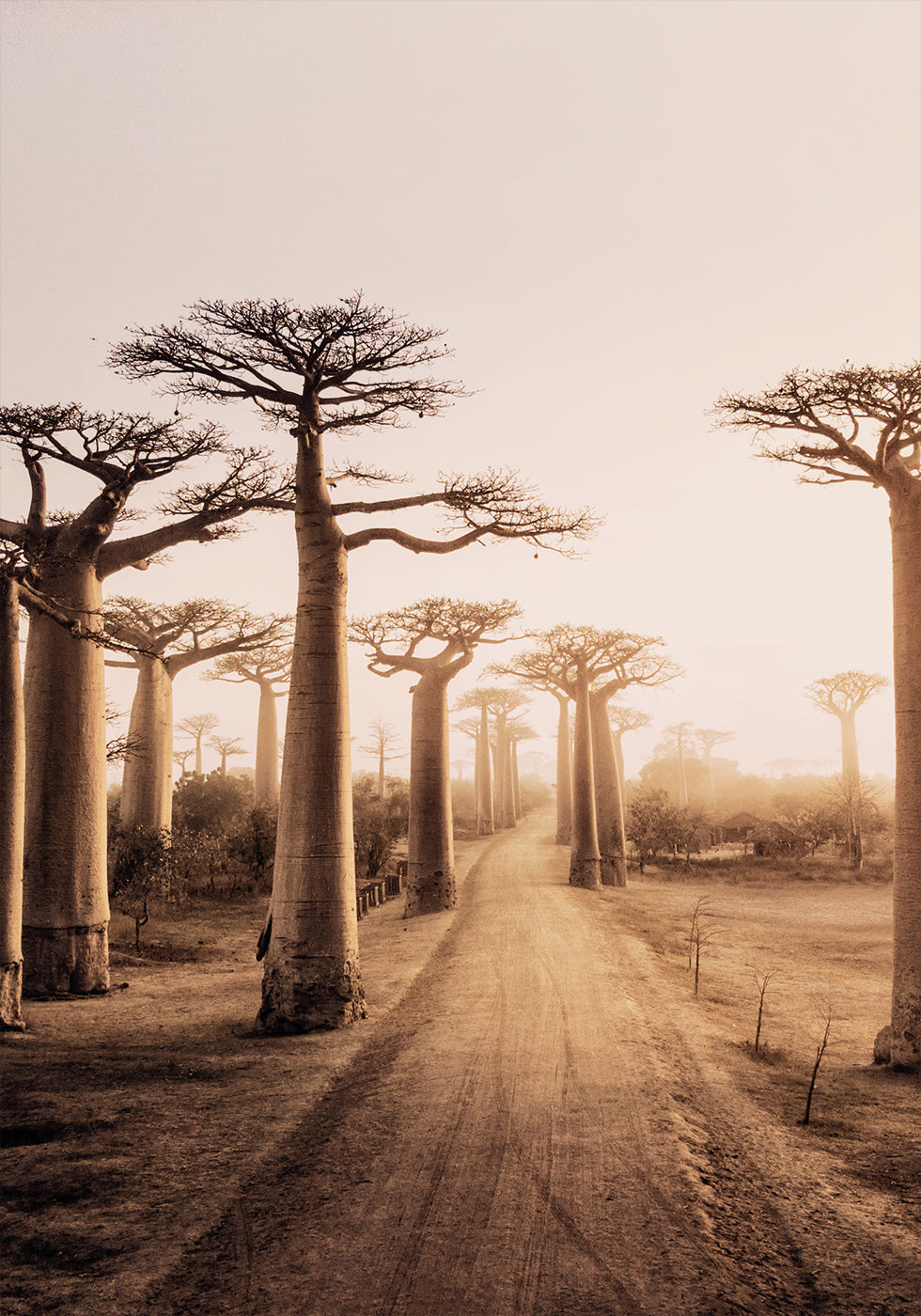 Baobab Trees at Sunset Poster - Posterbox.dk
