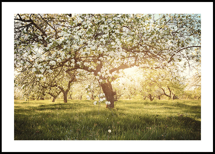 Blooming Cherry Orchard Poster - Posterbox.dk