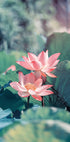 Blooming Lotus Flower Poster - Posterbox.dk