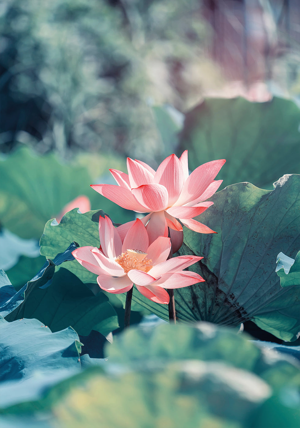 Blooming Lotus Flower Poster - Posterbox.dk