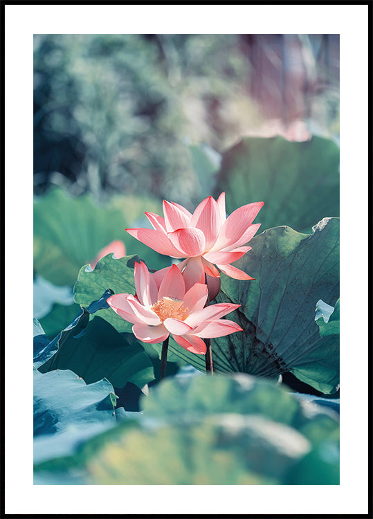 Blooming Lotus Flower Poster - Posterbox.dk