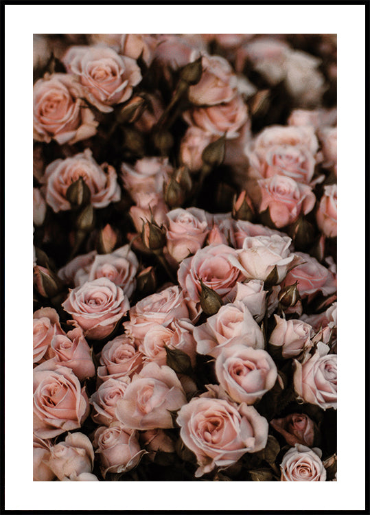 Blush Pink Roses Poster - Posterbox.dk
