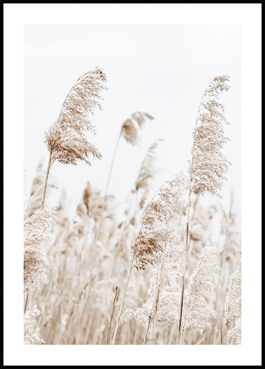 Boho Dried Reeds in Nature Poster - Posterbox.dk