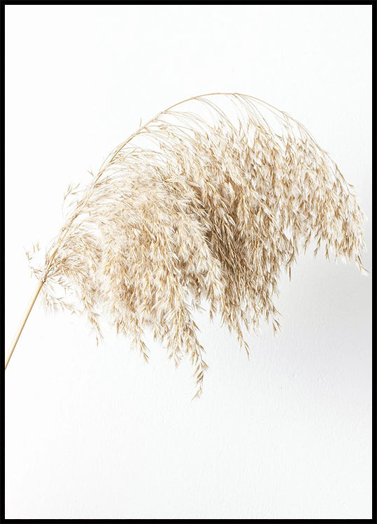 Boho Minimalist Dried Grass Poster - Posterbox.dk