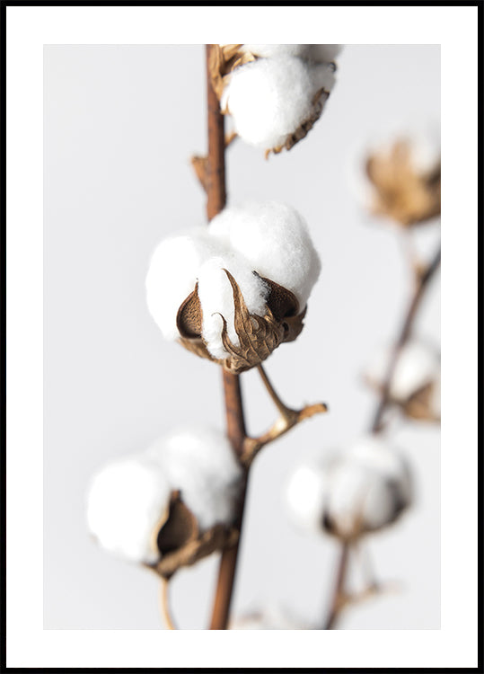 Branches of Fluffy Cotton Poster - Posterbox.dk