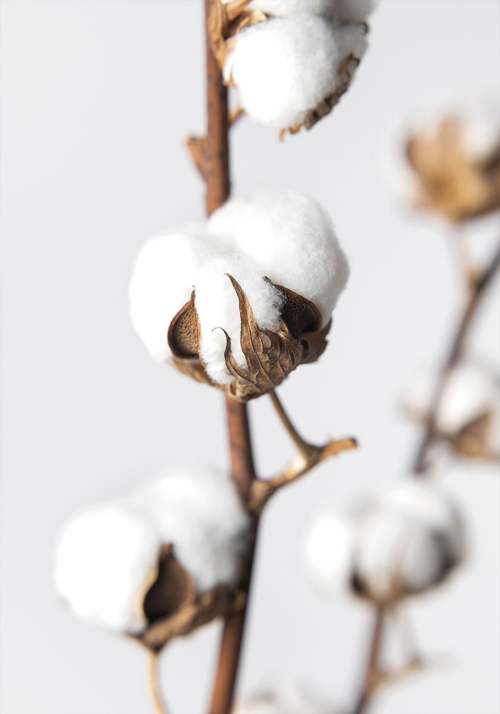 Branches of Fluffy Cotton Poster - Posterbox.dk