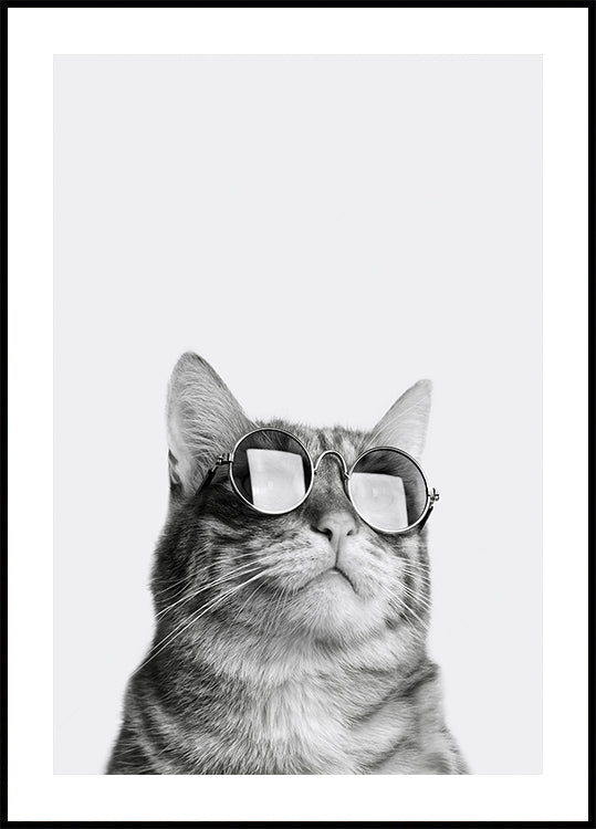 Cool Cat in Sunglasses Poster - Posterbox.dk