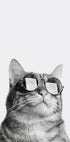 Cool Cat in Sunglasses Poster - Posterbox.dk