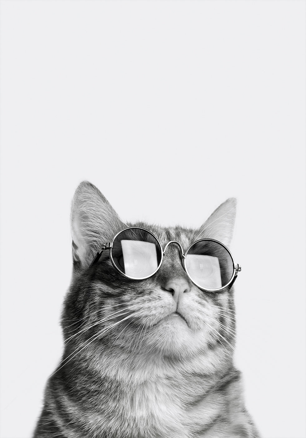 Cool Cat in Sunglasses Poster - Posterbox.dk