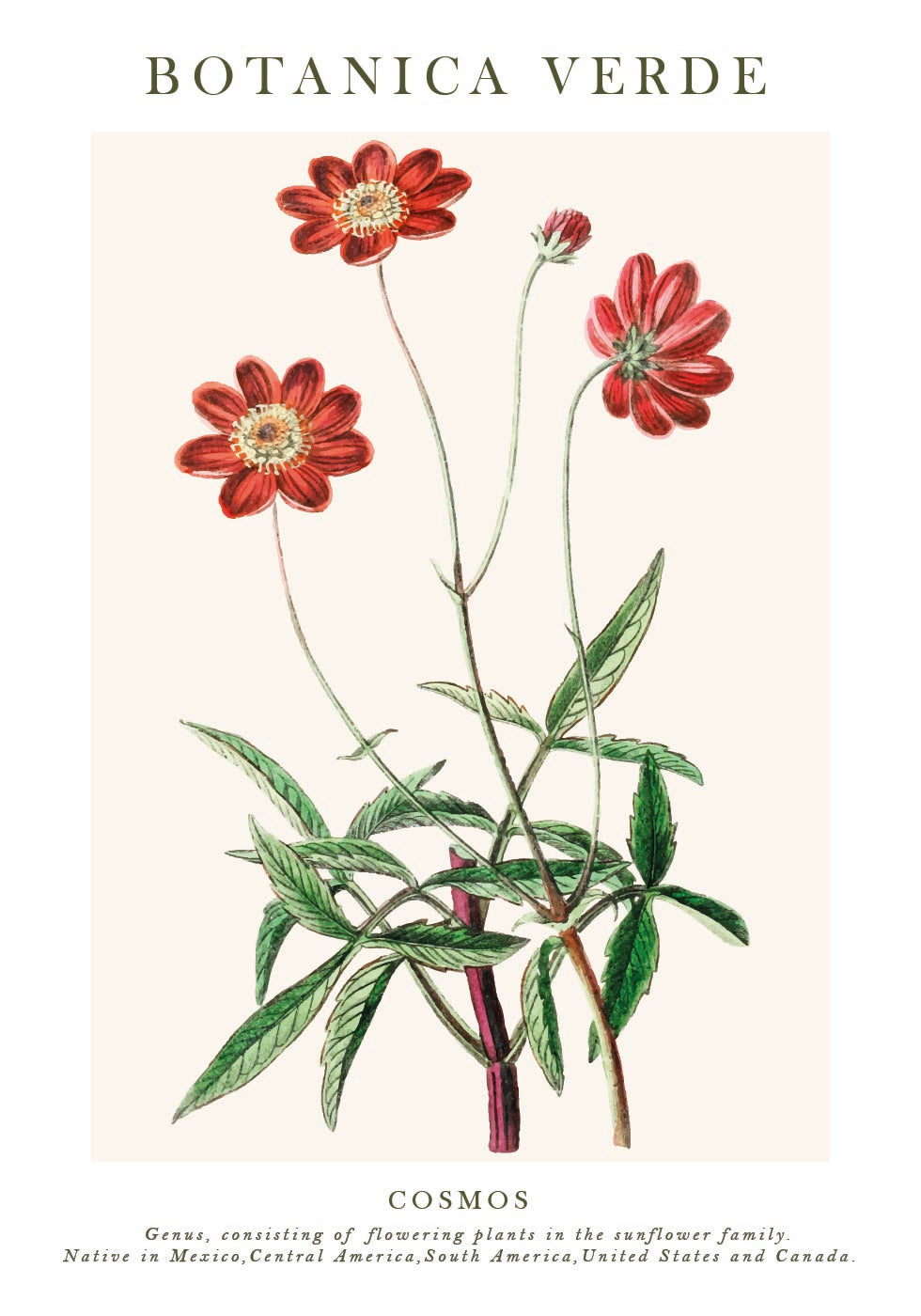 Cosmos Botanical Poster - Posterbox.dk