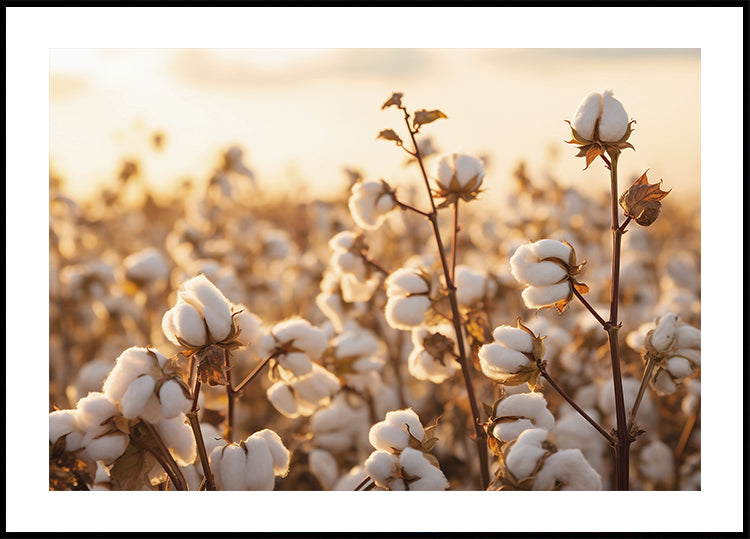 Cotton Flowers at Sunset Poster - Posterbox.dk