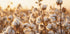 Cotton Flowers at Sunset Poster - Posterbox.dk