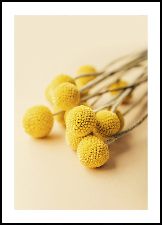 Craspedia Globosa Flowers Poster - Posterbox.dk