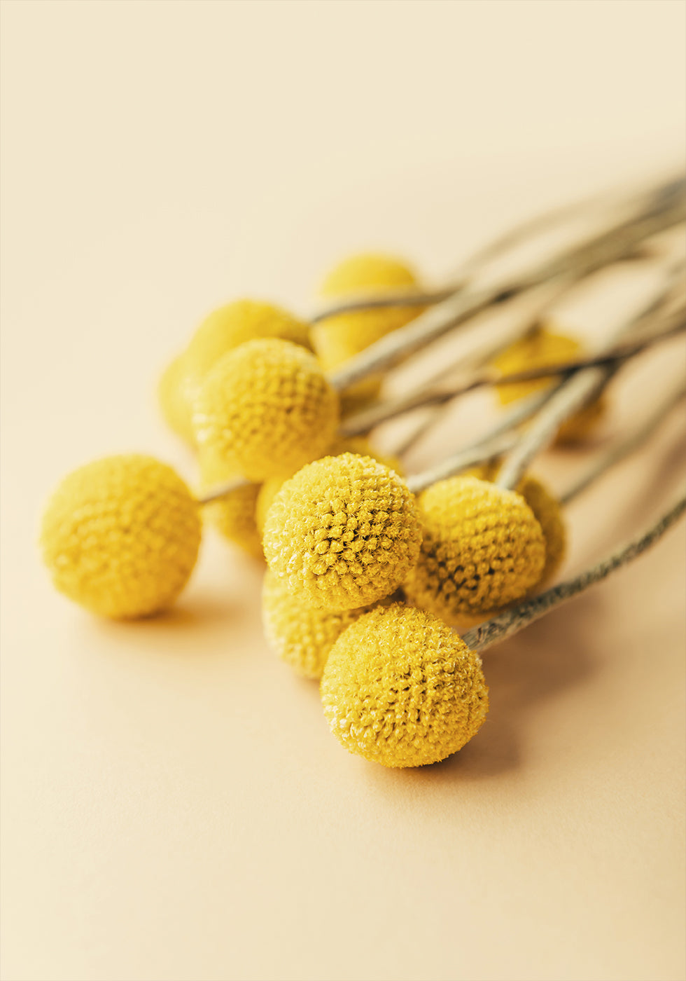 Craspedia Globosa Flowers Poster - Posterbox.dk