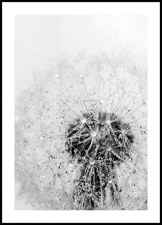 Dandelion Flower with Dew Poster - Posterbox.dk