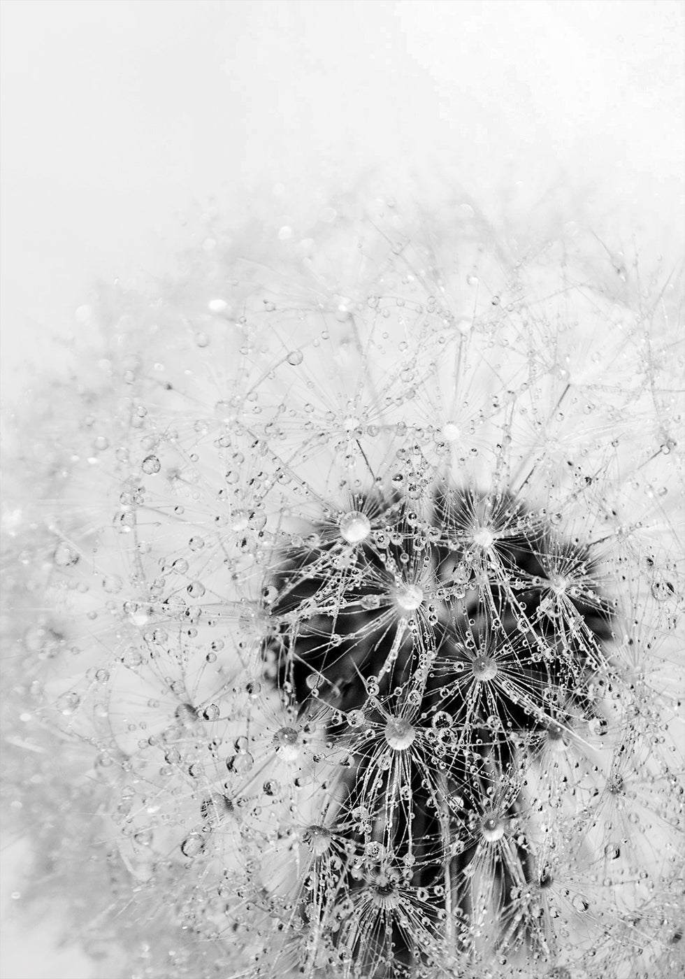 Dandelion Flower with Dew Poster - Posterbox.dk
