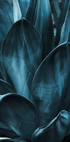 Dark Blue Agave Leaves Poster - Posterbox.dk