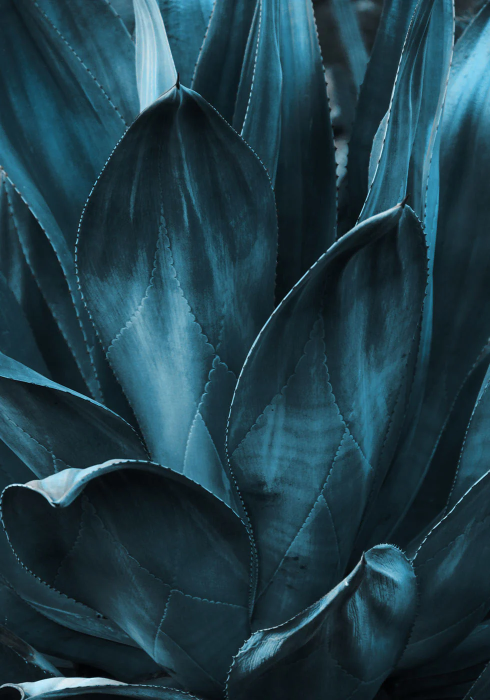 Dark Blue Agave Leaves Poster - Posterbox.dk
