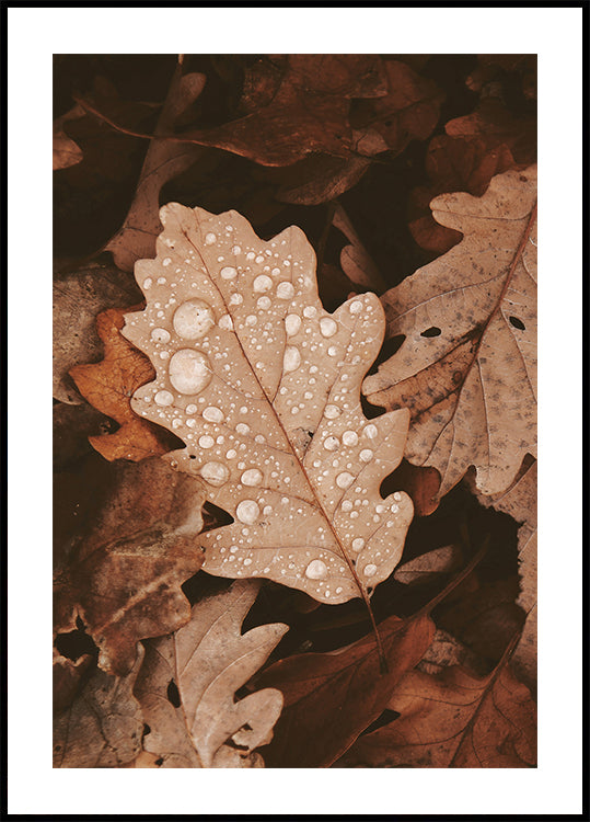 Dew-Dappled Autumn Leaves Poster - Posterbox.dk