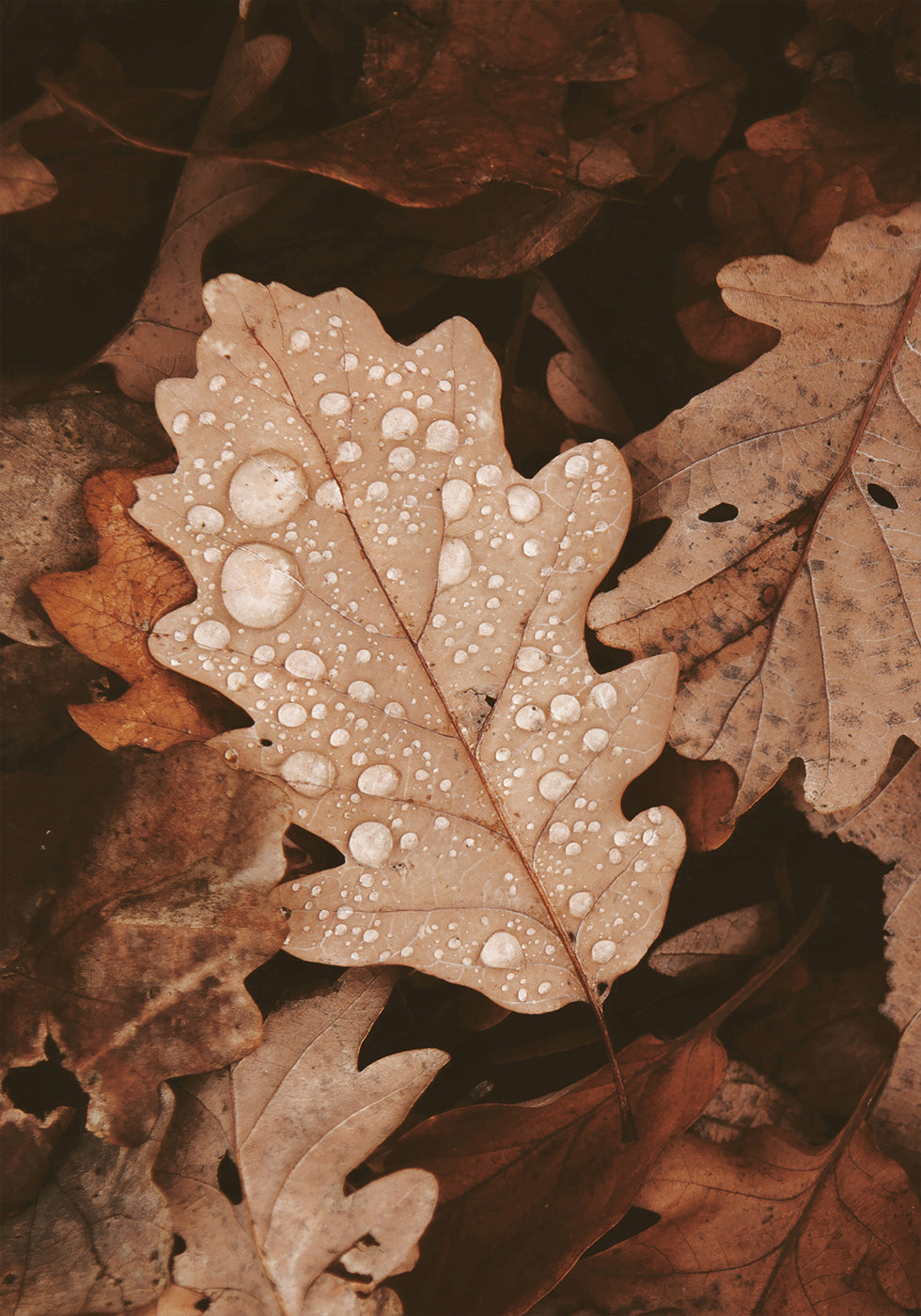 Dew-Dappled Autumn Leaves Poster - Posterbox.dk