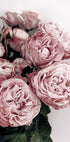 Elegant Pink Roses Poster - Posterbox.dk