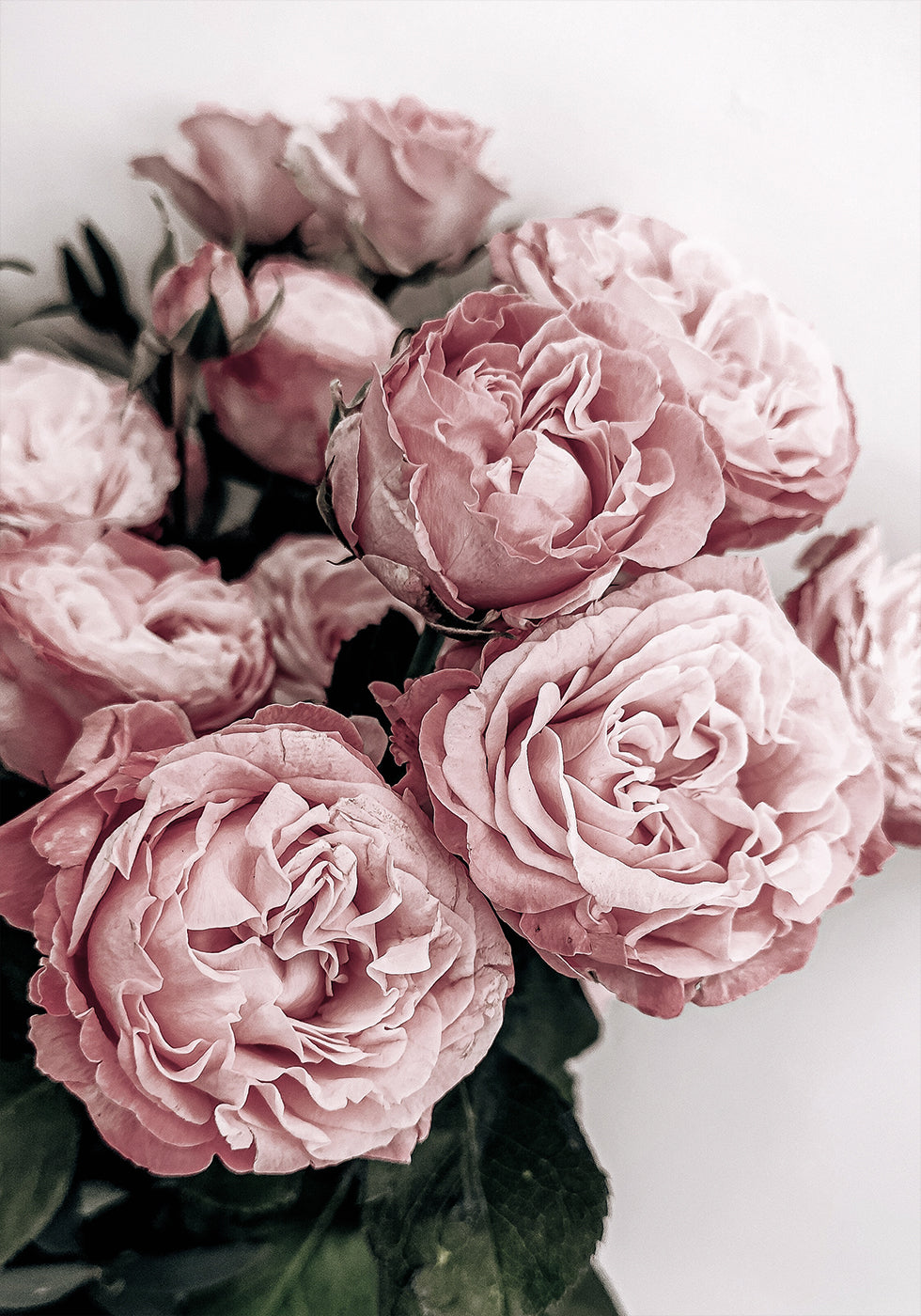 Elegant Pink Roses Poster - Posterbox.dk