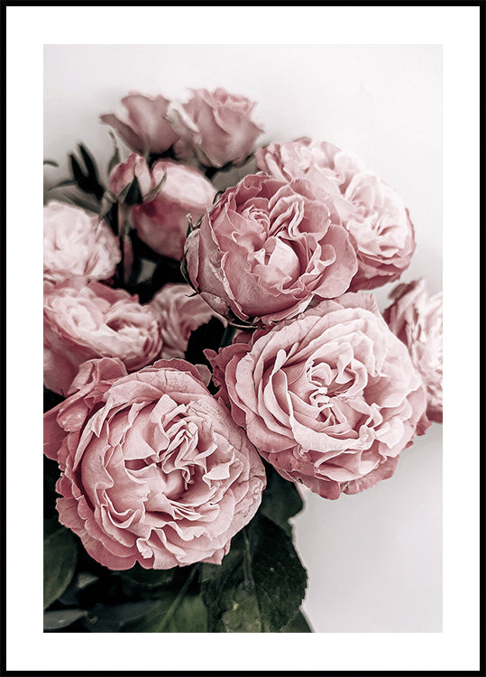 Elegant Pink Roses Poster - Posterbox.dk