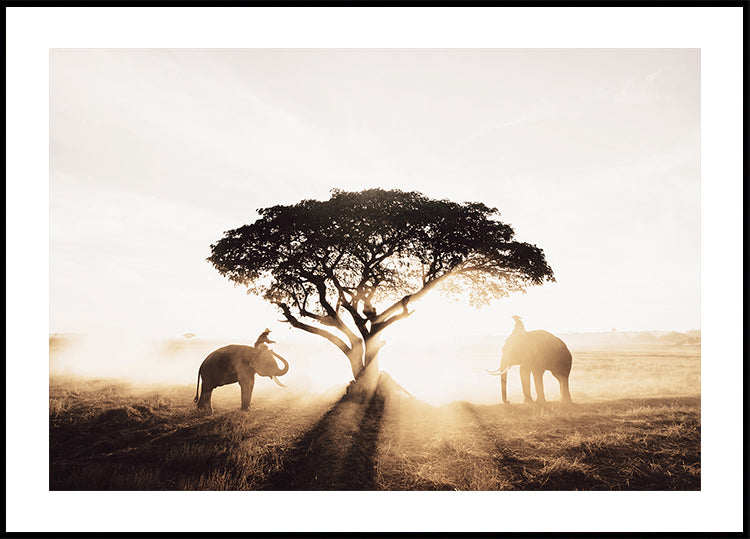 Elephants and Tree at Sunrise Poster - Posterbox.dk