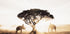 Elephants and Tree at Sunrise Poster - Posterbox.dk