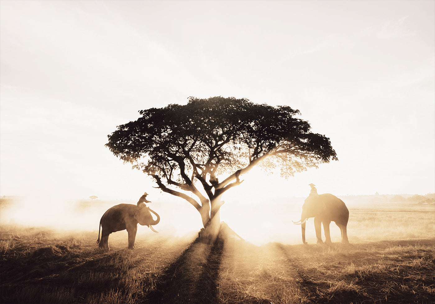 Elephants and Tree at Sunrise Poster - Posterbox.dk