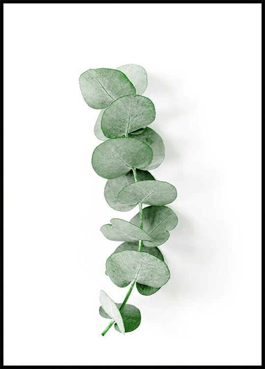 Eucalyptus Leaf Poster - Posterbox.dk