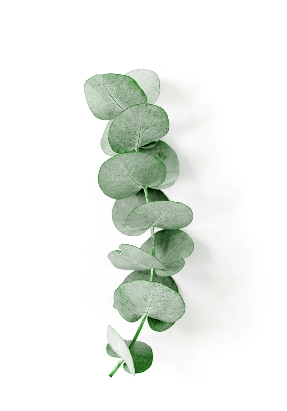 Eucalyptus Leaf Poster - Posterbox.dk