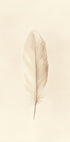 Feather Illustration Poster - Posterbox.dk