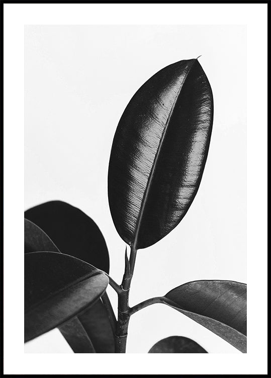Ficus Leaves in Black & White Poster - Posterbox.dk