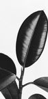 Ficus Leaves in Black & White Poster - Posterbox.dk