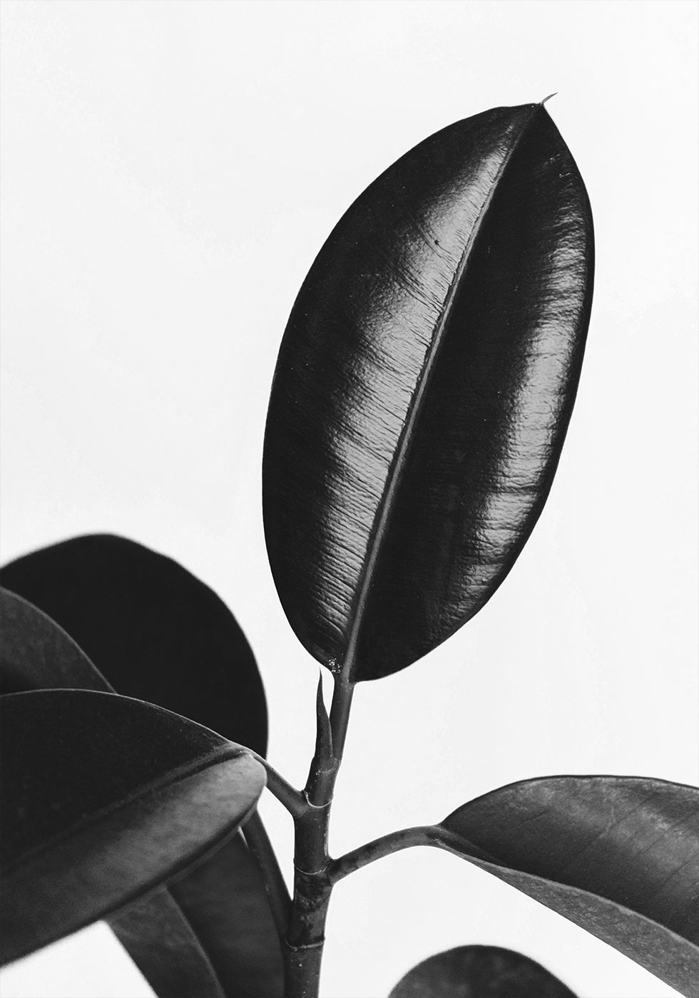 Ficus Leaves in Black & White Poster - Posterbox.dk