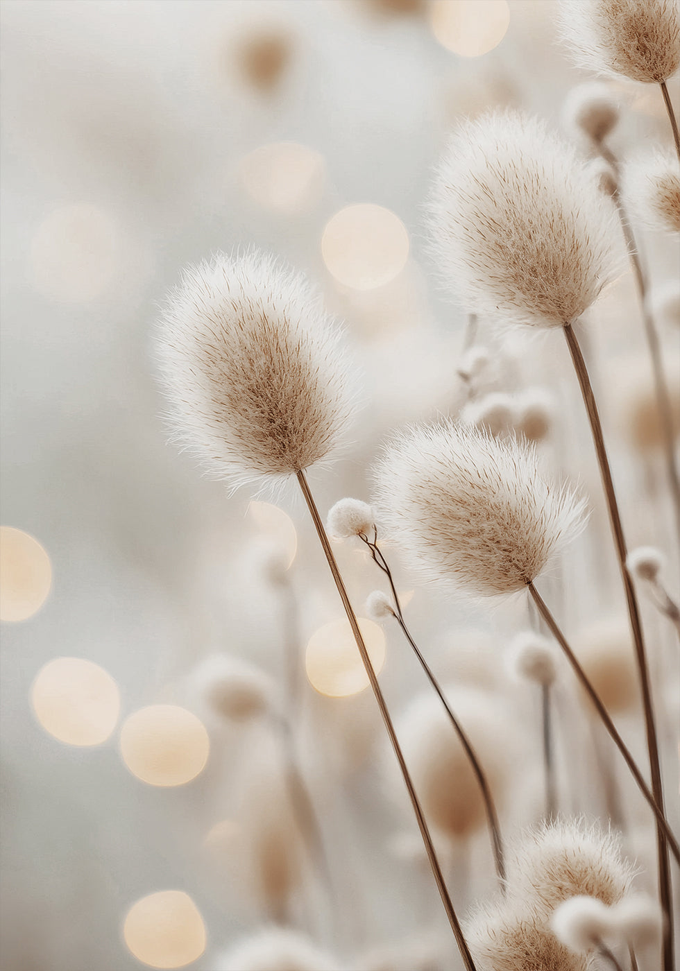 Fluffy Plant Stems Poster - Posterbox.dk