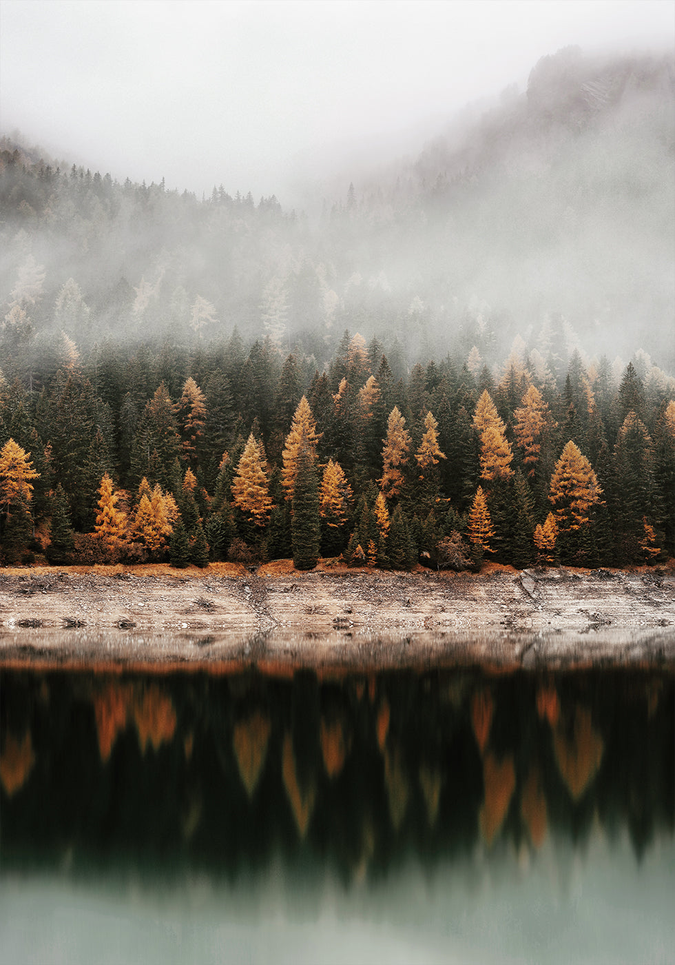 Foggy Autumn Forest Near the Lake Poster - Posterbox.dk