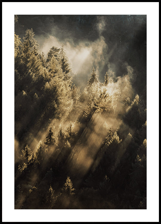 Forest at Sunrise Poster - Posterbox.dk