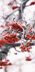 Frosted Red Berries on Winter Branches Poster - Posterbox.dk