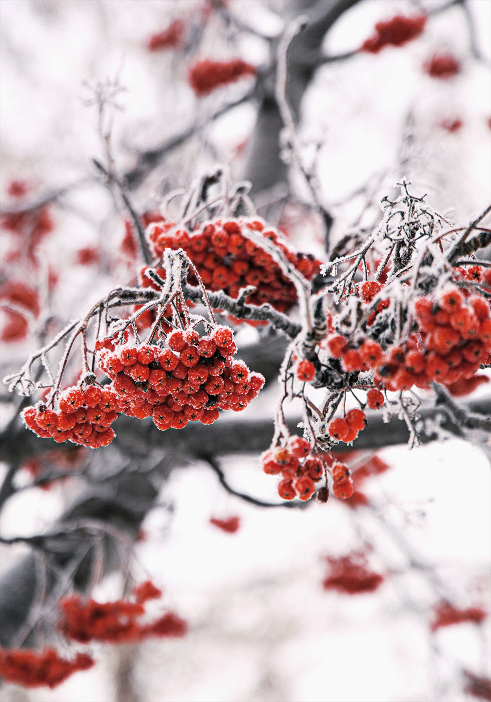 Frosted Red Berries on Winter Branches Poster - Posterbox.dk