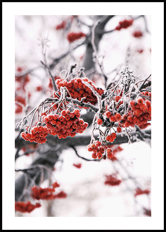 Frosted Red Berries on Winter Branches Poster - Posterbox.dk